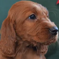 AKC Pink paw female, a female Irish Setter for sale in Jamestown, TN – Photo 1 of 2