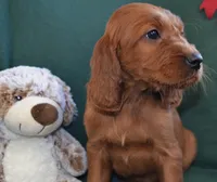 AKC Pink paw female, a female Irish Setter for sale in Jamestown, TN – Photo 2 of 2