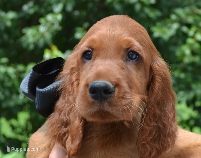 AKC Black Bow Male – Irish Setter puppy for sale in Jamestown, TN