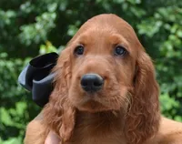 AKC Black Bow Male, a male Irish Setter for sale in Jamestown, TN – 1 of 2