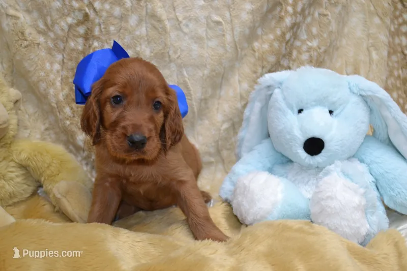 Blue Bow Male AKC – Irish Setter puppy for sale in Jamestown, TN