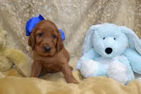 Blue Bow Male AKC, a male Irish Setter for sale in Jamestown, TN – 1 of 10