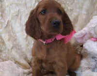 AKC Female- Pink Bow, a female Irish Setter for sale in Jamestown, TN – 2 of 2