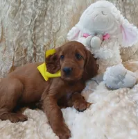 AKC Female- Yellow Bow, a female Irish Setter for sale in Jamestown, TN – 2 of 2