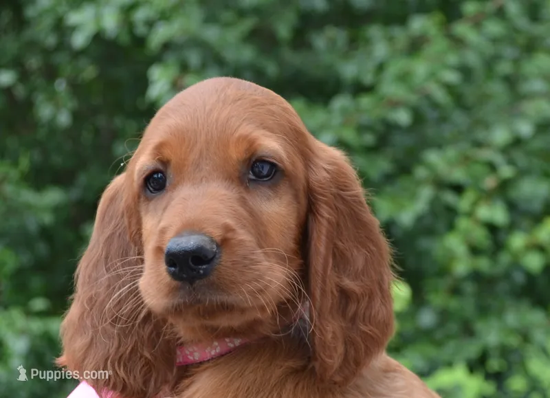 AKC Female- Pink Bow – Irish Setter puppy for sale in Jamestown, TN