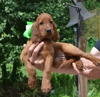 AKC Female- Med. Green Bow, a female Irish Setter for sale in Jamestown, TN – 2 of 2