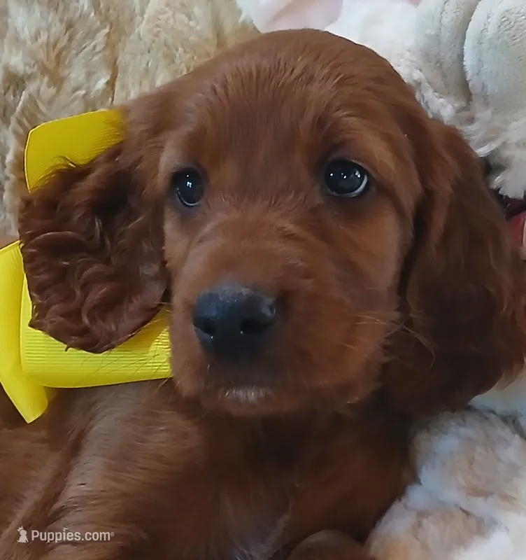 AKC Female- Yellow Bow – Irish Setter puppy for sale in Jamestown, TN