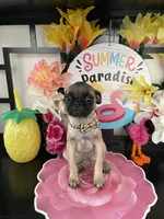 Bailey, a male Pug for sale in Chino, CA – 2 of 3