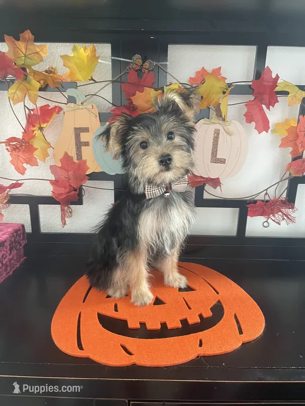 Oliver – Yorkshire Terrier puppy for sale in Chino, CA