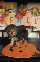 Bella, a female Yorkshire Terrier for sale in Chino, CA – 2 of 4