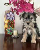 Oliver, a male Yorkshire Terrier for sale in Chino, CA – 2 of 2