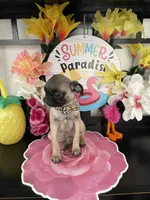 Bailey, a male Pug for sale in Chino, CA – 3 of 3