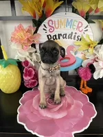 Bailey, a male Pug for sale in Chino, CA – 1 of 3