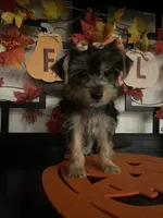 Bella, a female Yorkshire Terrier for sale in Chino, CA – 4 of 4