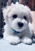 Baby boy 3, a male Bichon Frise for sale in Warren, MA – 9 of 10