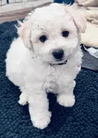 Baby boy 1 , a male Bichon Frise for sale in Warren, MA – 4 of 8