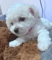 Male red collar , a male Bichon Frise for sale in Warren, MA – 2 of 2