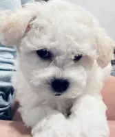 Baby boy 2 , a male Bichon Frise for sale in Warren, MA – 8 of 10