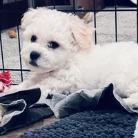 Baby boy 2 , a male Bichon Frise for sale in Warren, MA – 7 of 10