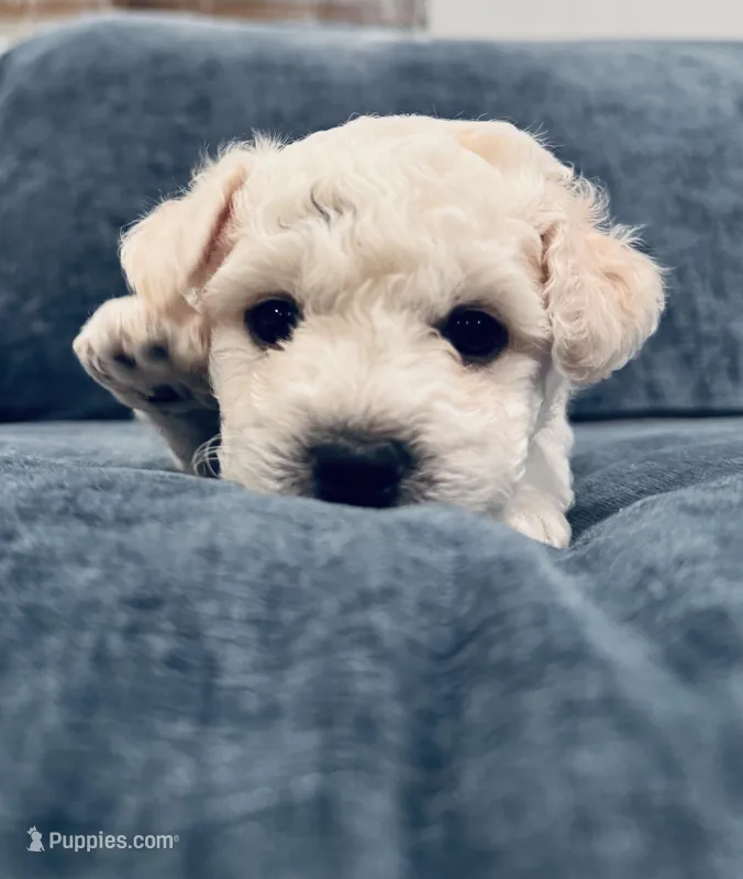 Male 4 – Bichon Frise puppy for sale in Warren, MA