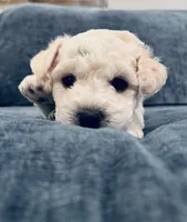 Male 4, a male Bichon Frise for sale in Warren, MA – 1 of 2