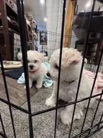 Baby boy 2 , a male Bichon Frise for sale in Warren, MA – 5 of 10
