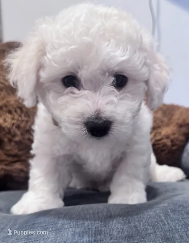 Male 1 – Bichon Frise puppy for sale in Warren, MA