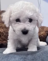 Male blue collar, a male Bichon Frise for sale in Warren, MA – 1 of 5