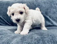 Male 1, a male Bichon Frise for sale in Warren, MA – 1 of 1