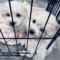 Baby boy 1 , a male Bichon Frise for sale in Warren, MA – 3 of 8