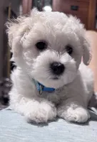 Male blue collar, a male Bichon Frise for sale in Warren, MA – 5 of 5