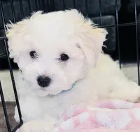 Male blue collar, a male Bichon Frise for sale in Warren, MA – 2 of 5