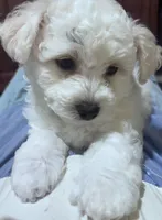 Male black collar , a male Bichon Frise for sale in Warren, MA – 2 of 2