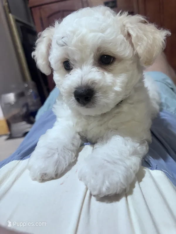 Male 4 – Bichon Frise puppy for sale in Warren, MA