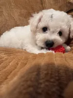 Baby boy 1 , a male Bichon Frise for sale in Warren, MA – 8 of 8