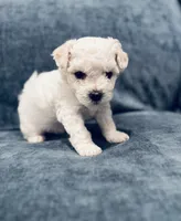 Male 3, a male Bichon Frise for sale in Warren, MA – 1 of 1