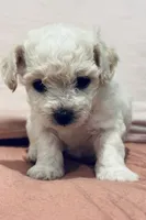 Female , a female Bichon Frise for sale in Warren, MA – 4 of 5