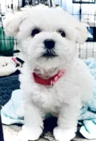 Baby boy 2 , a male Bichon Frise for sale in Warren, MA – 3 of 10