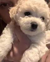 Female , a female Bichon Frise for sale in Warren, MA – 3 of 5