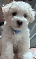Male blue collar, a male Bichon Frise for sale in Warren, MA – 3 of 5