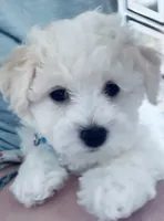 Baby boy 3, a male Bichon Frise for sale in Warren, MA – 6 of 10