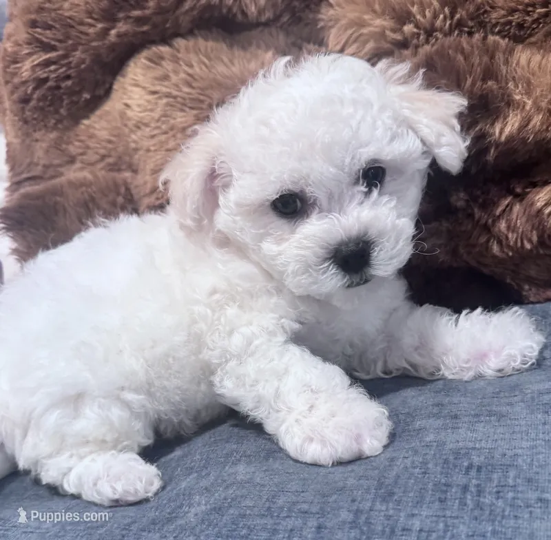 Male 2 – Bichon Frise puppy for sale in Warren, MA