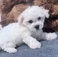 Male red collar , a male Bichon Frise for sale in Warren, MA – 1 of 2
