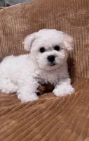 Baby boy 2 , a male Bichon Frise for sale in Warren, MA – 10 of 10