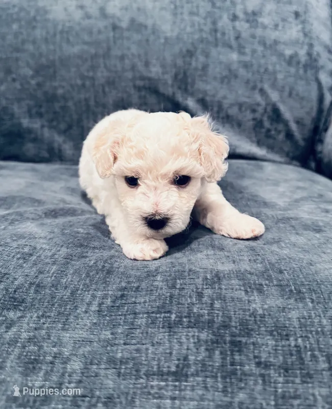 Male 2 – Bichon Frise puppy for sale in Warren, MA