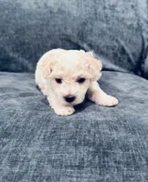 Male 2, a male Bichon Frise for sale in Warren, MA – 1 of 1