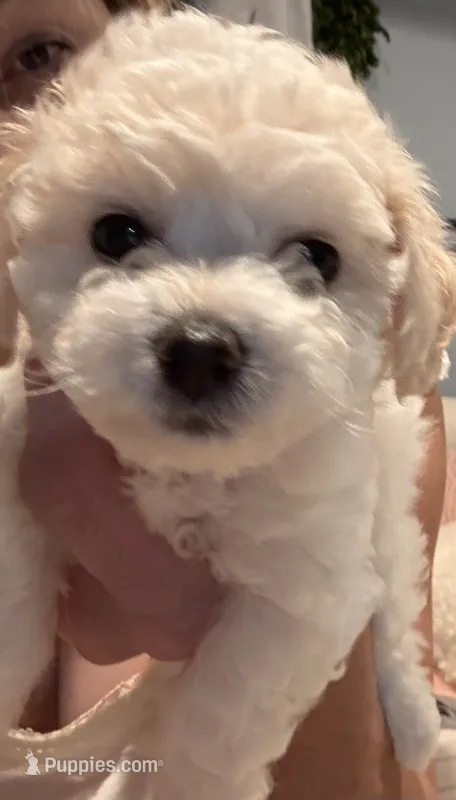 Female  – Bichon Frise puppy for sale in Warren, MA