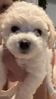 Female , a female Bichon Frise for sale in Warren, MA – 1 of 5