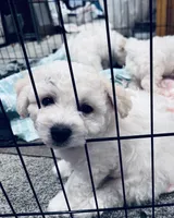 Baby boy 1 , a male Bichon Frise for sale in Warren, MA – 5 of 8