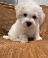 Baby boy 3, a male Bichon Frise for sale in Warren, MA – 10 of 10
